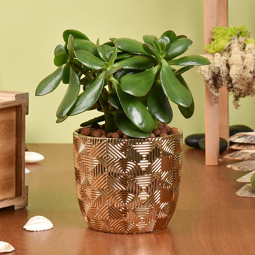 Jade Plant